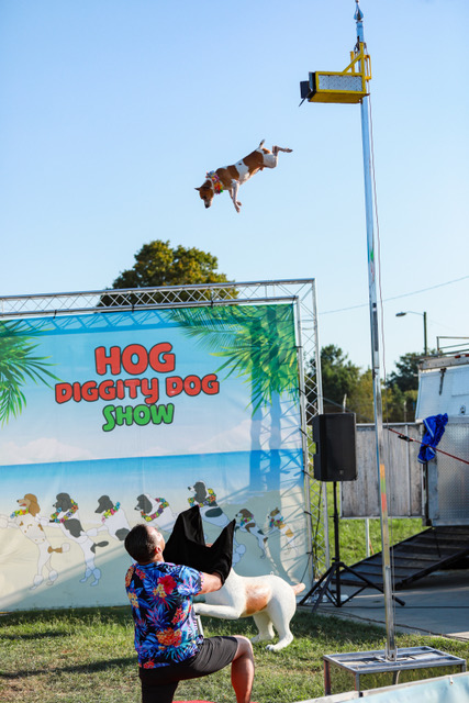 Hog Diggity Dog Show
